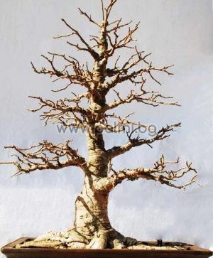 Adansonia digitata, Affenbrotbaum  von Botanischem Garten - Plovdiv, Bulgarien