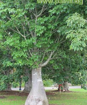 Adansonia digitata, Affenbrotbaum  von Botanischem Garten - Plovdiv, Bulgarien