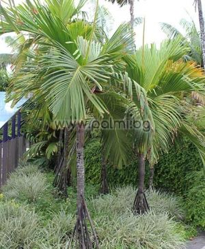 Verschaffeltia splendida, Seychelles Stilt Palm, Latanier Latte  from Botanical garden - Plovdiv, Bulgaria