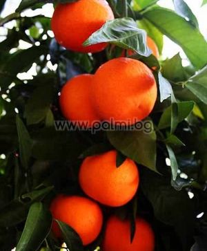 Citrus x Clementine  Mandarine Clementine von Botanischem Garten - Plovdiv, Bulgarien