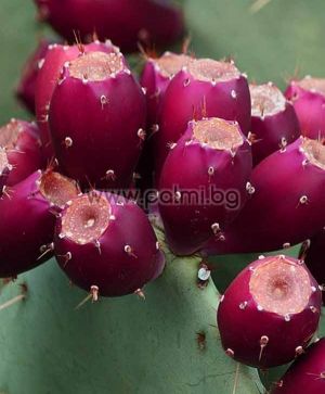 10 семена от студоустойчив ядлив кактус Опунция, var. engelmannii
