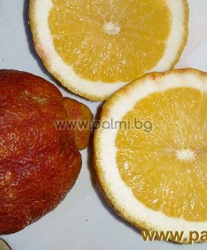 Citrus limon, Zitronenbaum, rot
