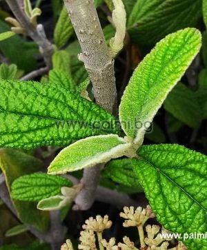 Viburnum, rhytidophyllum, Leatherleaf, Viburnum
