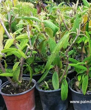 Viburnum rhytidophyllum, Runzelblättriger Schneeball