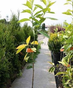 Citrus x Tangelo Minneola von Botanischem Garten - Plovdiv, Bulgarien