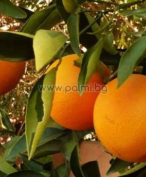 Citrus sinensis Cara Cara, Orange  von Botanischem Garten - Plovdiv, Bulgarien