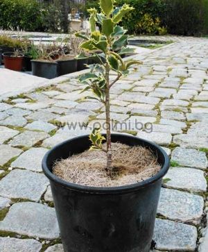 Ilex aquifolium, Variegated Common Holly, Argentea Marginata