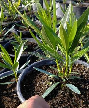 Nerium oleander 'Provence', Oleander rosa-orange, winterhart