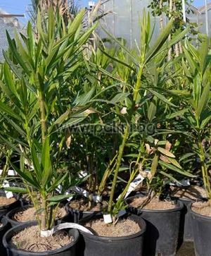 Nerium oleander 'Sainte Baume', Oleander rot, 'Sainte Baume'