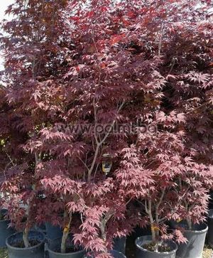 Acer palmatum 'BloodGood', Japanischer Fächerahorn