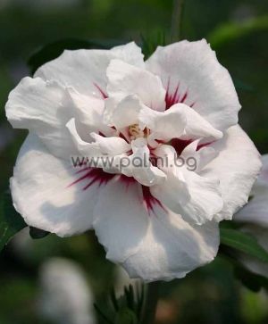 Hibiscus syriacus, Сирийска роза, форма Speciosus