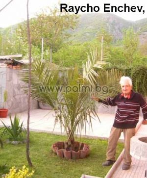 Jubaea chilensis, Chilean wine palm from Botanical garden - Plovdiv, Bulgaria