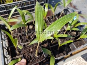 Wodyetia bifurcata, Foxtail Palm