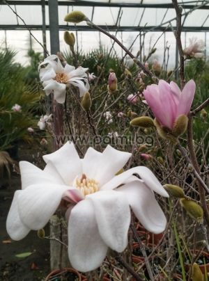 White hybrid Leonard Messel Magnolia