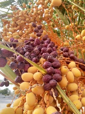 10 пресни семена от Канарска финикова палма
