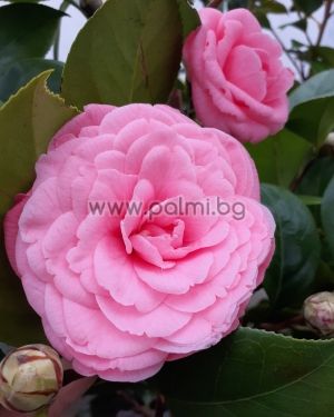 Kamelie,Camellia japonica 