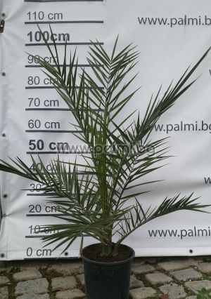 Kanarische Dattel-Palme, 120-130 cm, 4 Liter Topf