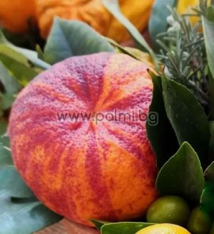 Citrus Arcobal, Rainbow-Orange