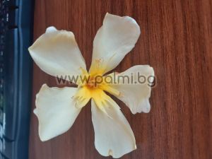 Oleander, yellow 'Souvenir des Iles Canaries'