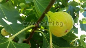 Fig variety Turkish Gold, Ficus carica Turkish Gold