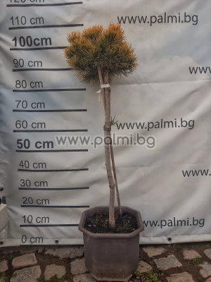  Goldgelbe Legföhre , Pinus mugo 