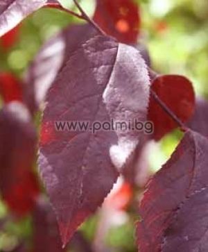 Prunus pissardi nigra, Blutpflaume