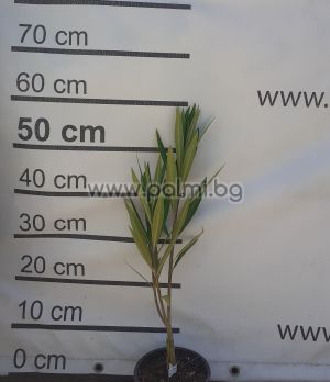 Oleander, winterhart, 'Provence'