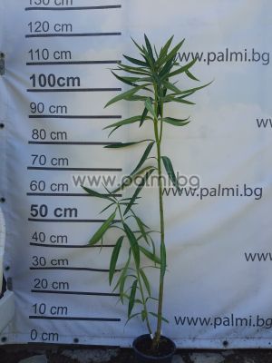 Oleander 'Luteum Plenum', Doppelgelb, duftend