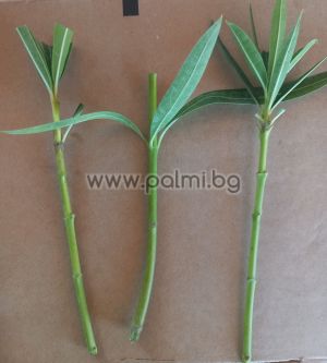 3 Ausschnitte aus Oleander 'Luteum Plenum', Doppelgelb, duftend