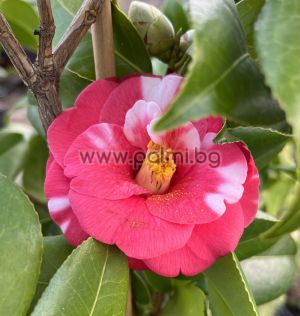 Kamelie,Camellia japonica 
