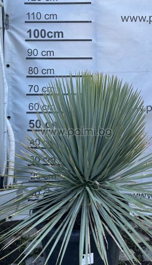 Winterharte Schnabel Yucca