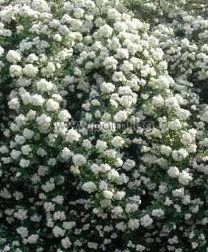Rosa banksiae 'Alba Plena', Meranrose, weiße Kletterrose  von Botanischem Garten - Plovdiv, Bulgarien