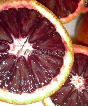 Citrus sinensis 'Sanguinello', Blutorange Sanguinello von Botanischem Garten - Plovdiv, Bulgarien
