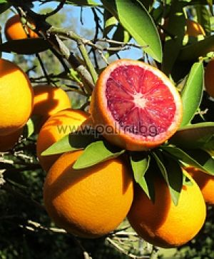 Citrus sinensis Moro, Blutorange von Botanischem Garten - Plovdiv, Bulgarien