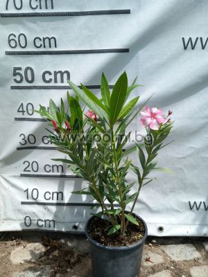 Oleander 2 Stück, Simie, Plumeria Red