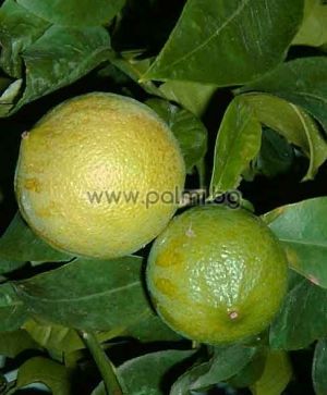 Citrus bergamia, Bergamotte  von Botanischem Garten - Plovdiv, Bulgarien