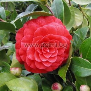 Japanese camellia- dark red, Camellia japonica 'Black Lace'