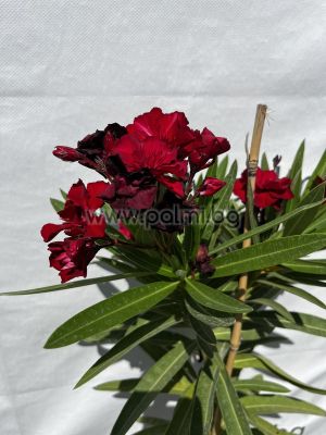 Oleander double dark red, 'Rubis'