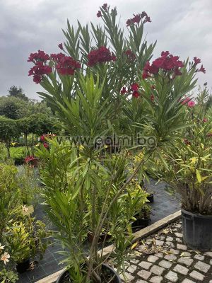 Oleander red, 'Sainte Baume'