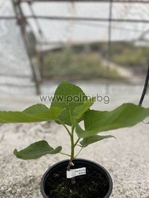Fig variety Magnifica Dry