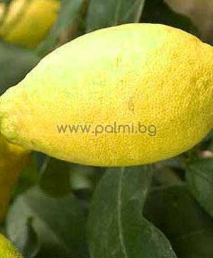Citrus limon Lunario  Zitronenbäumchen 'Lunario' von Botanischem Garten - Plovdiv, Bulgarien