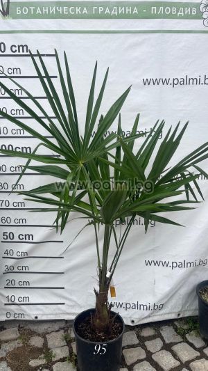 Windmil palm, Chusan palm, Trachycarpus palm