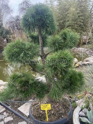 Бор Бонсай, Pinus sylvestris 'Bonsai'