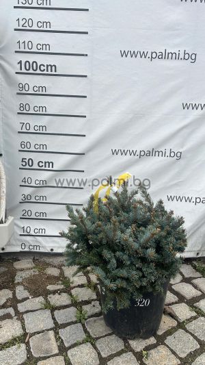Сребърен, кълбовиден смърч , Picea pungens Glauca Globоsa