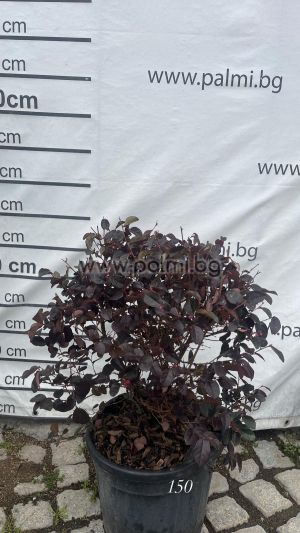Chinese fringe flower,  Loropetalum Globosa 'Black Pearl'