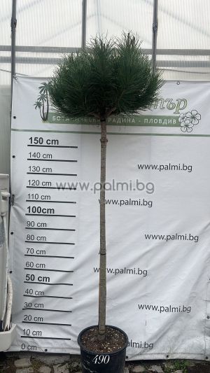 Italian Umbrella Pine