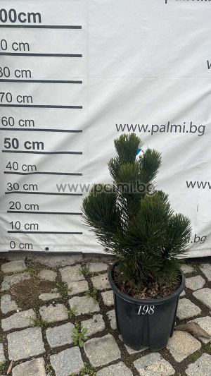 Бор Джудже, Pinus Leucodermis 'Malinki'