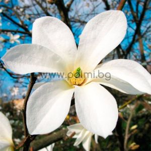 Листопадна магнолия Кобус, Magnolia kobus
