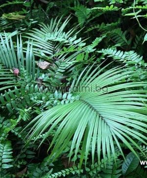 Nicobar Majestic Palm