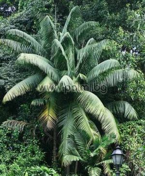 Nicobar Majestic Palm